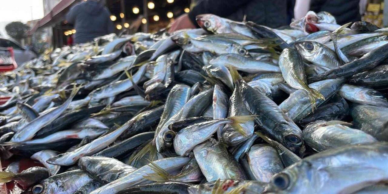 Denizlerden istavrit fışkırıyor