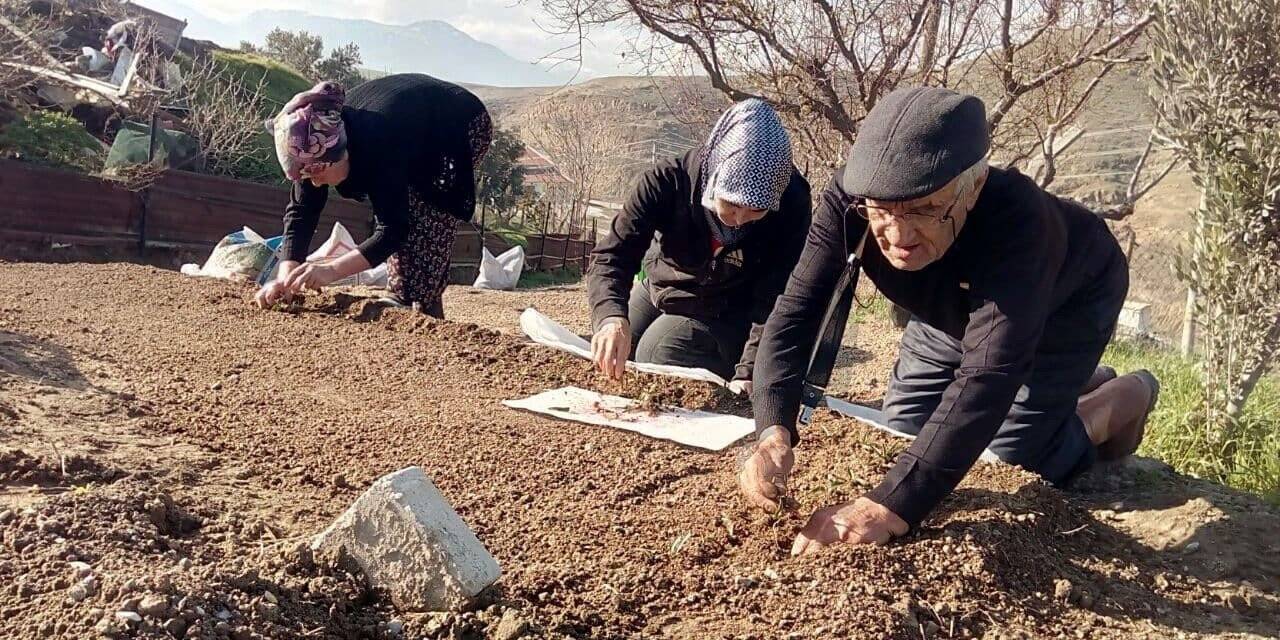 Sezonun son salep fidanları toprakla buluştu