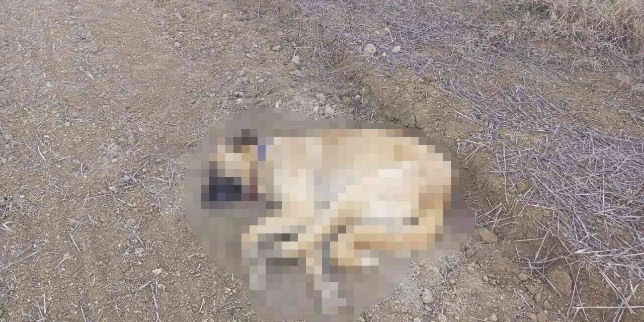 Çorum’da 2 köpek tüfekle vurularak öldürüldü