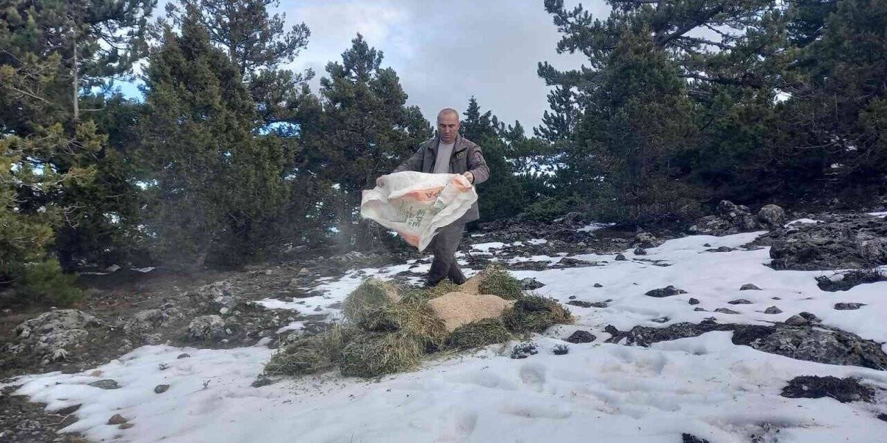 Ağır kış şartlarında doğadaki canlılar unutulmadı