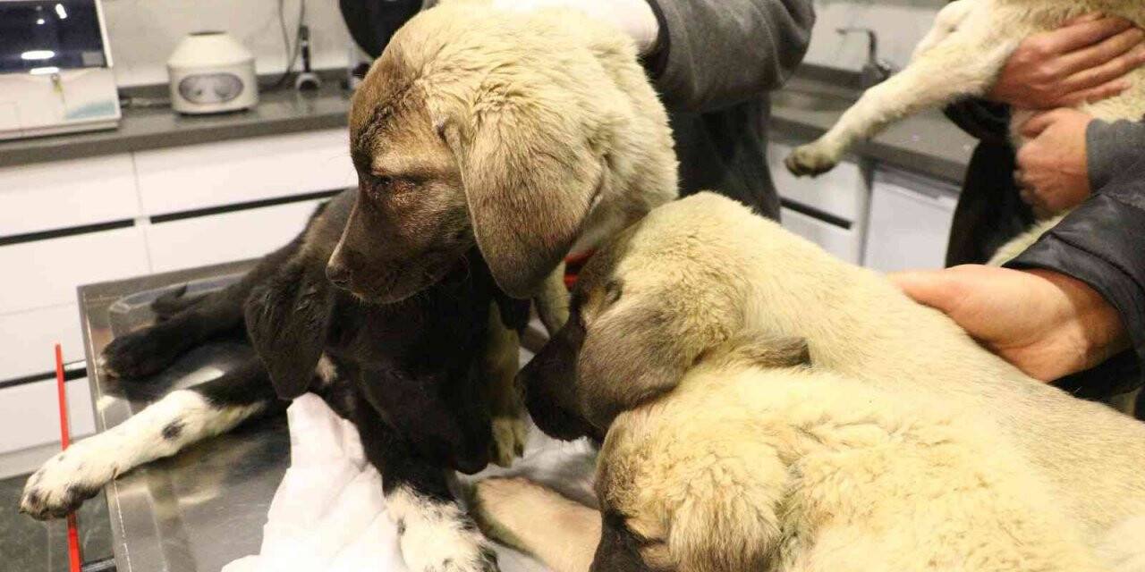 Ankara’da 4 köpek ölü bulundu