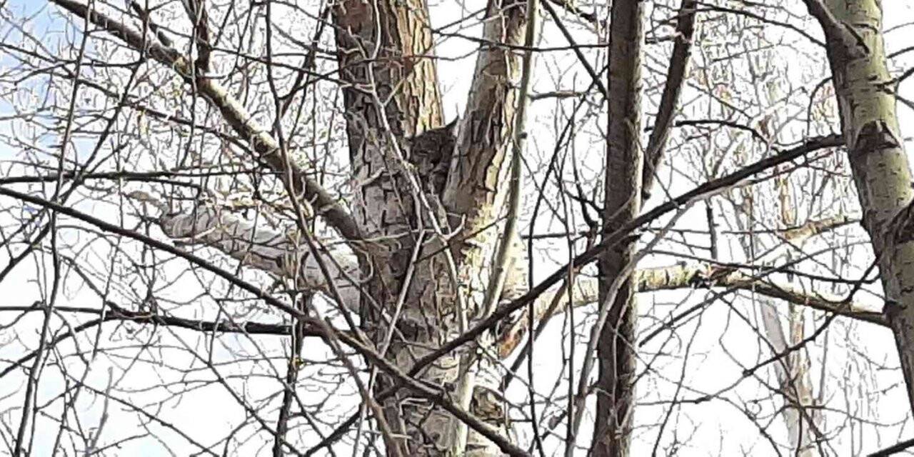Canını kurtarmak için ağaca tırmandı