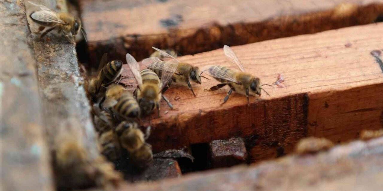 Arılar bu uygulamalarla kışın da güvende
