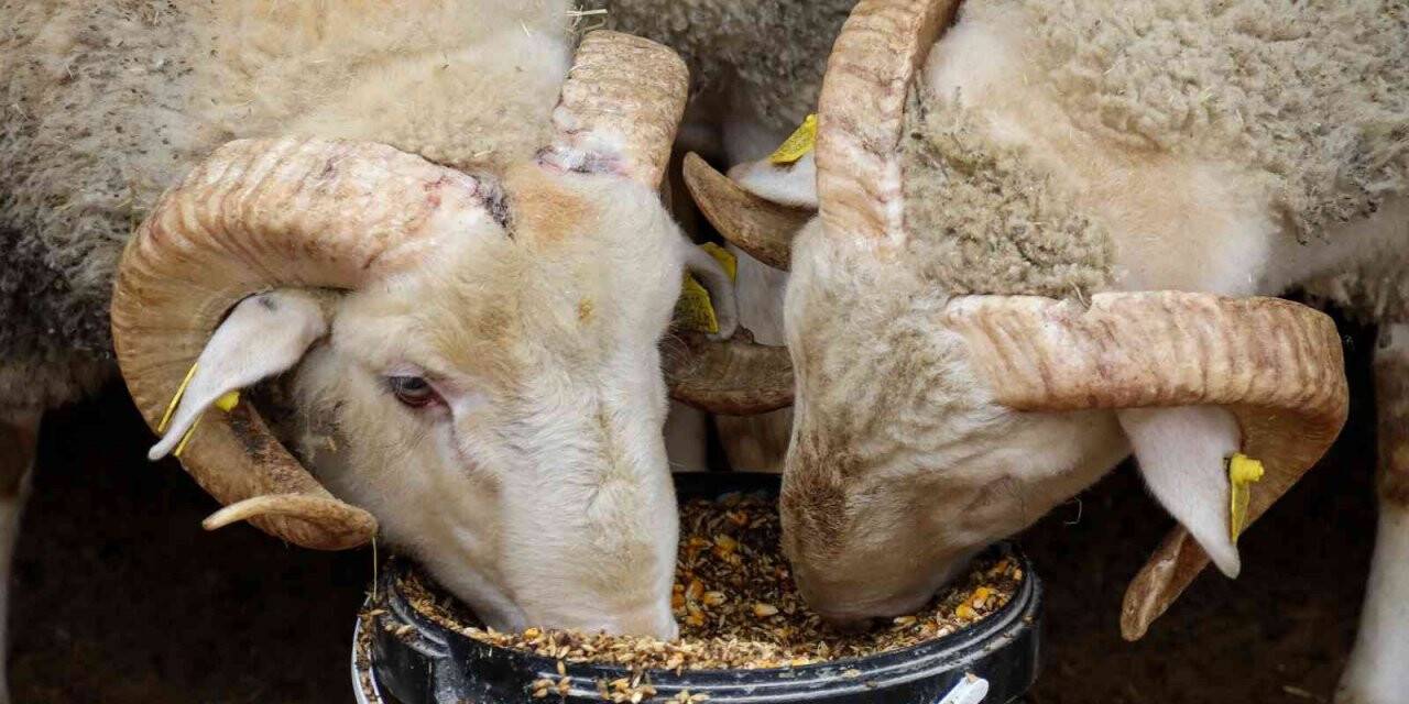 Dövizdeki düşüş üreticiyi umutlandırdı