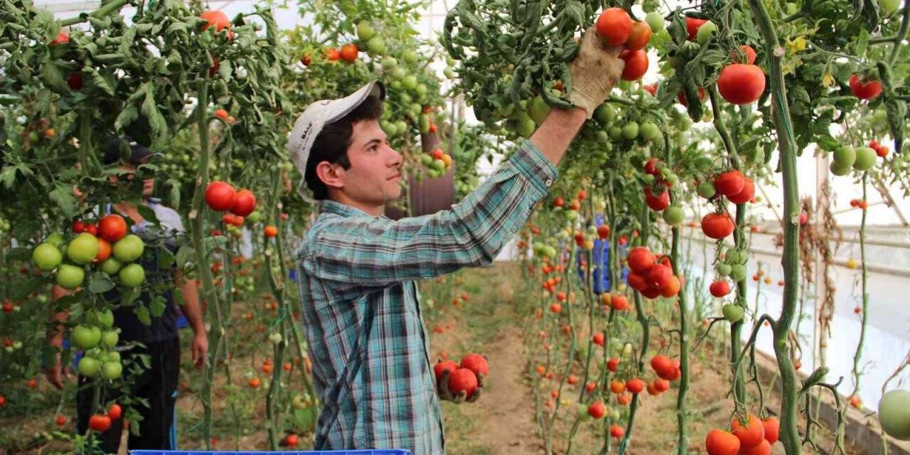 Sebze fiyatında son 3 yılın en iyi Aralık ayı