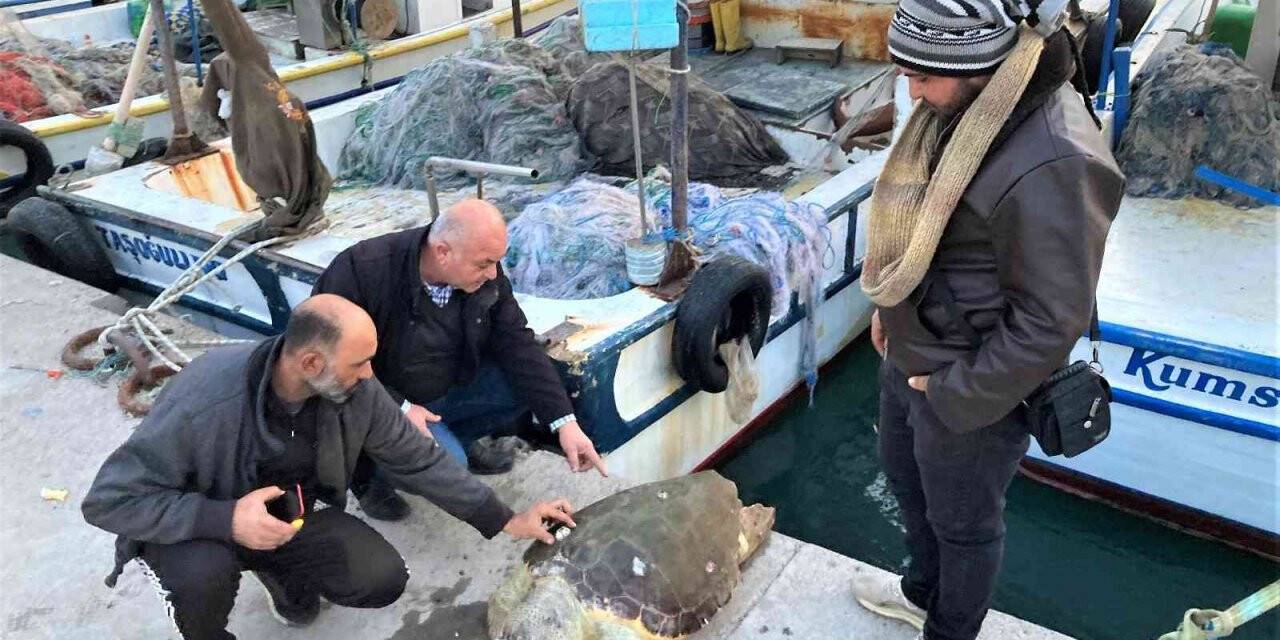 Akdeniz’in simgesi bir bir ölüyor... İki haftada ikinci kez bulundu
