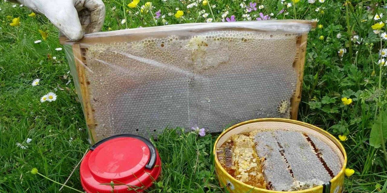 Uzmanı uyardı: “Piyasada hiç arı görmeden üretilen sahte ballar var”