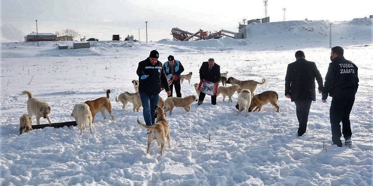 Van YYÜ’deki sokak hayvanları Tuşba Belediyesine emanet