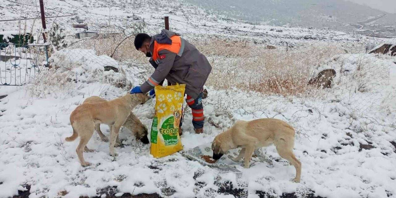 Melikgazi Belediyesi’nden sokak hayvanlarına sağlık bakımı ve mama desteği