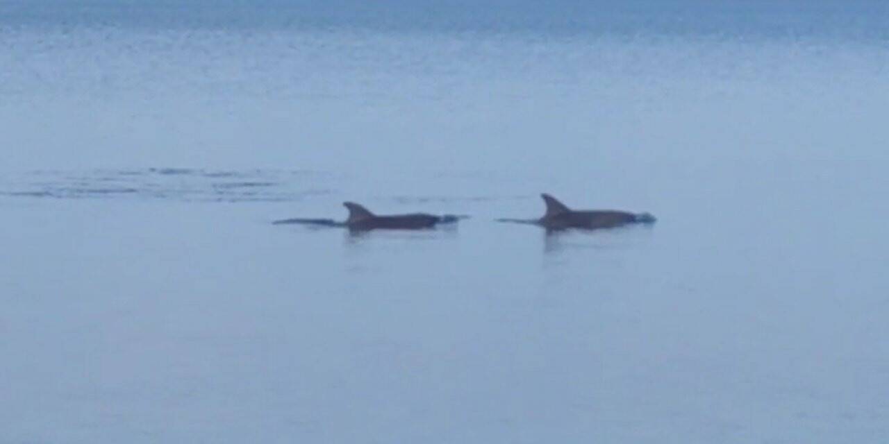 Dikili Sahili’nde yunusların şovu mest etti