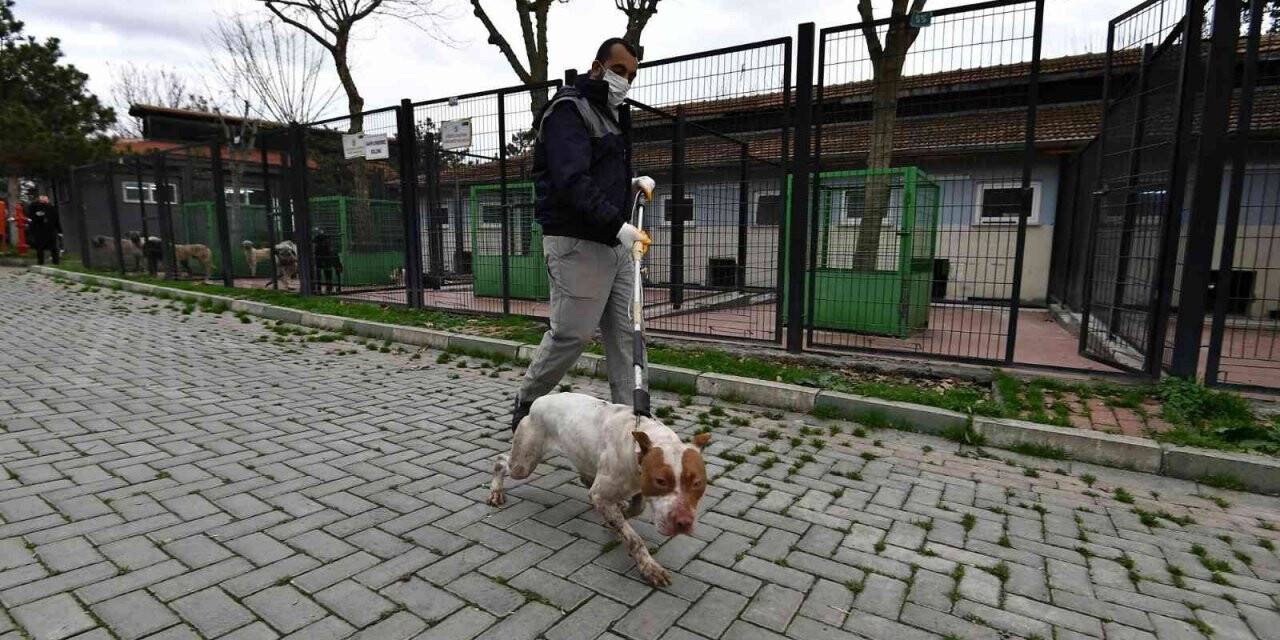 Sahipsiz ve yasaklı köpekler barınakta koruma altında