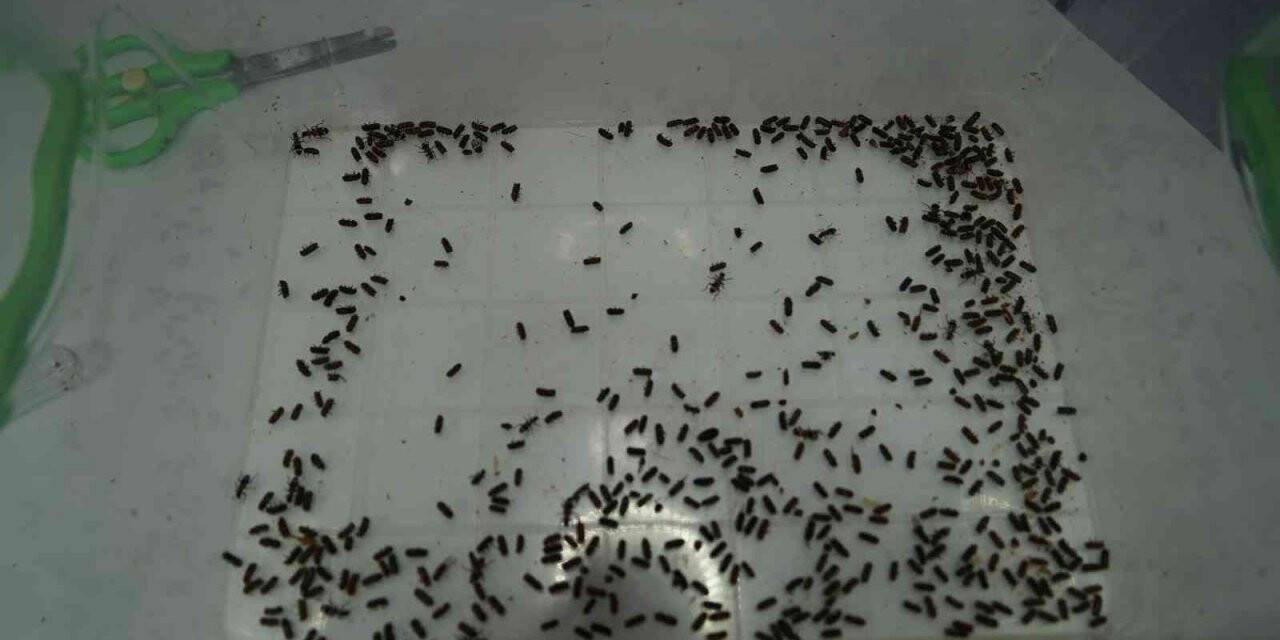 Karadeniz bölgesinde kestane ağaçlarını yok eden gal arısıyla mücadele başlıyor