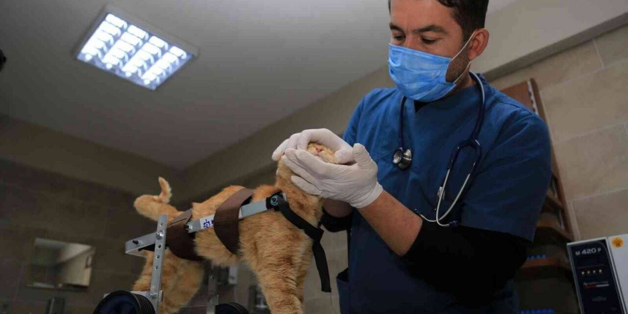 3 bin 373 sokak hayvanı sıcak yuvaya kavuştu