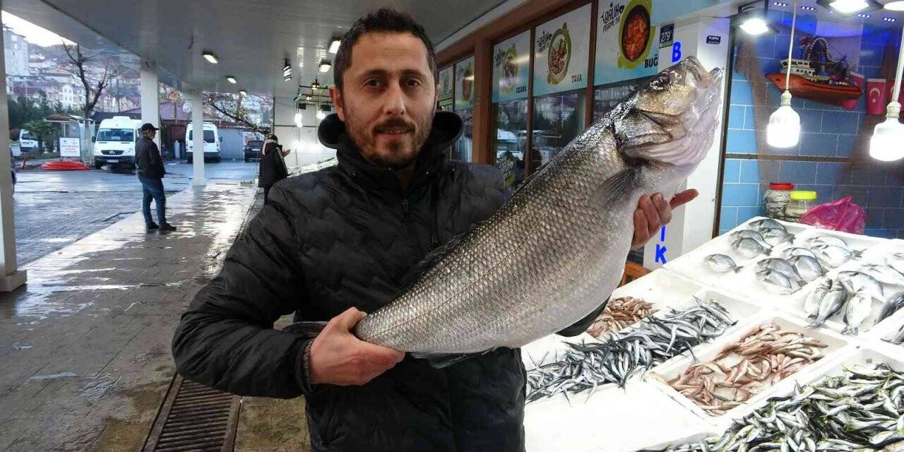 Karadeniz’de yakalanan 8 kiloluk levrek 2 bin liradan tezgahta
