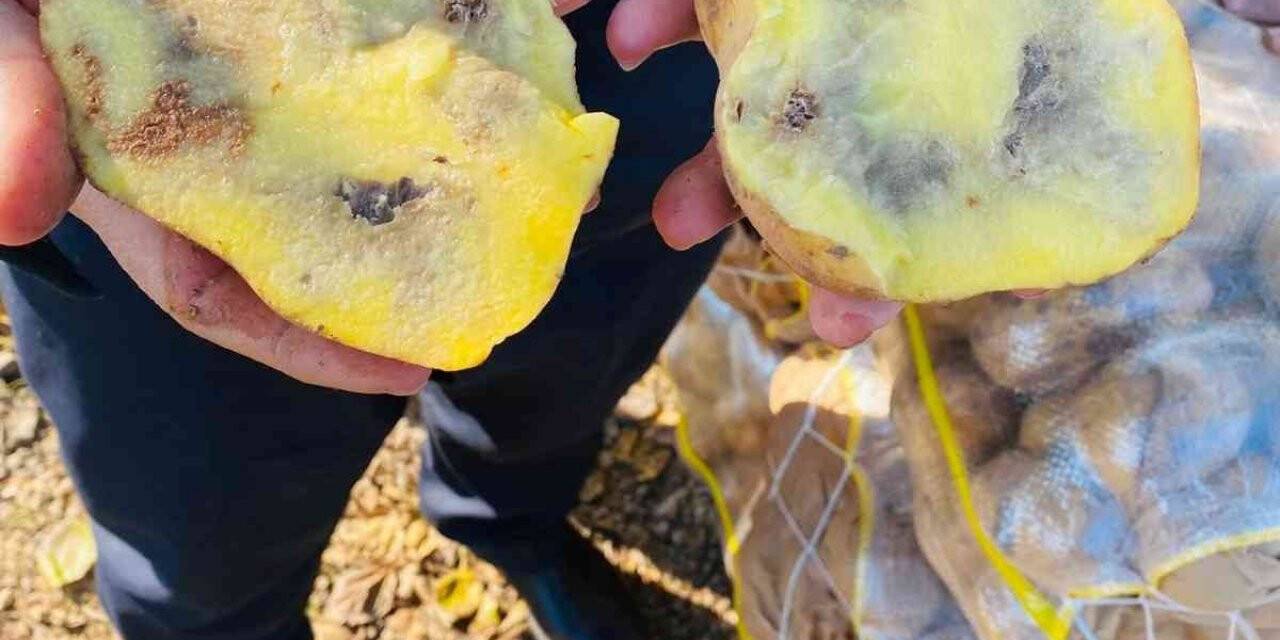 Şanlıurfa’da 20 ton çürümüş patatese el konuldu
