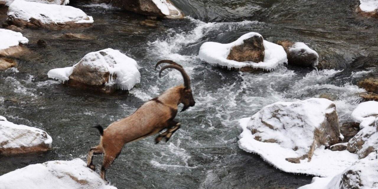 Yaban keçisinin kayadan kayaya atlayışı görüntülendi