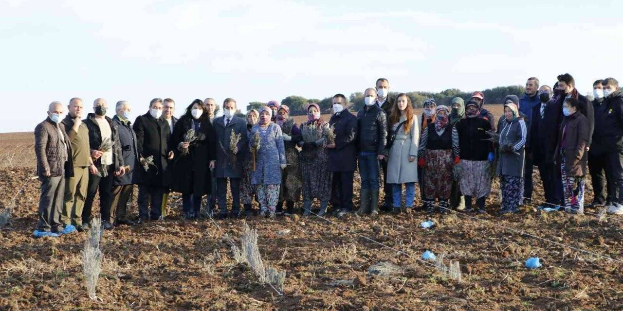Troya Ören Yeri’ne gelen yerli ve yabancı turistleri lavanta tarlaları karşılayacak