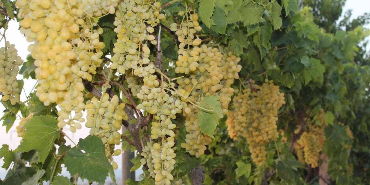 Üzüm ihracatı yüzde 33 arttı