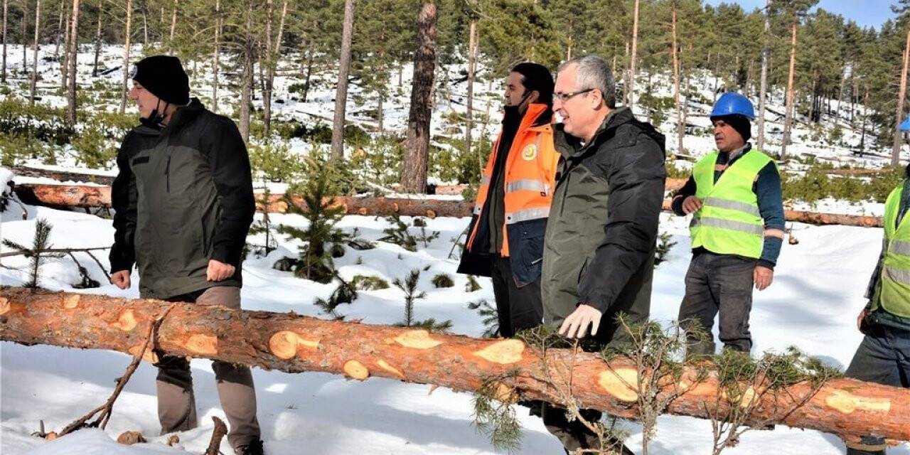 Kütahya ormanlarında silvikültür çalışması