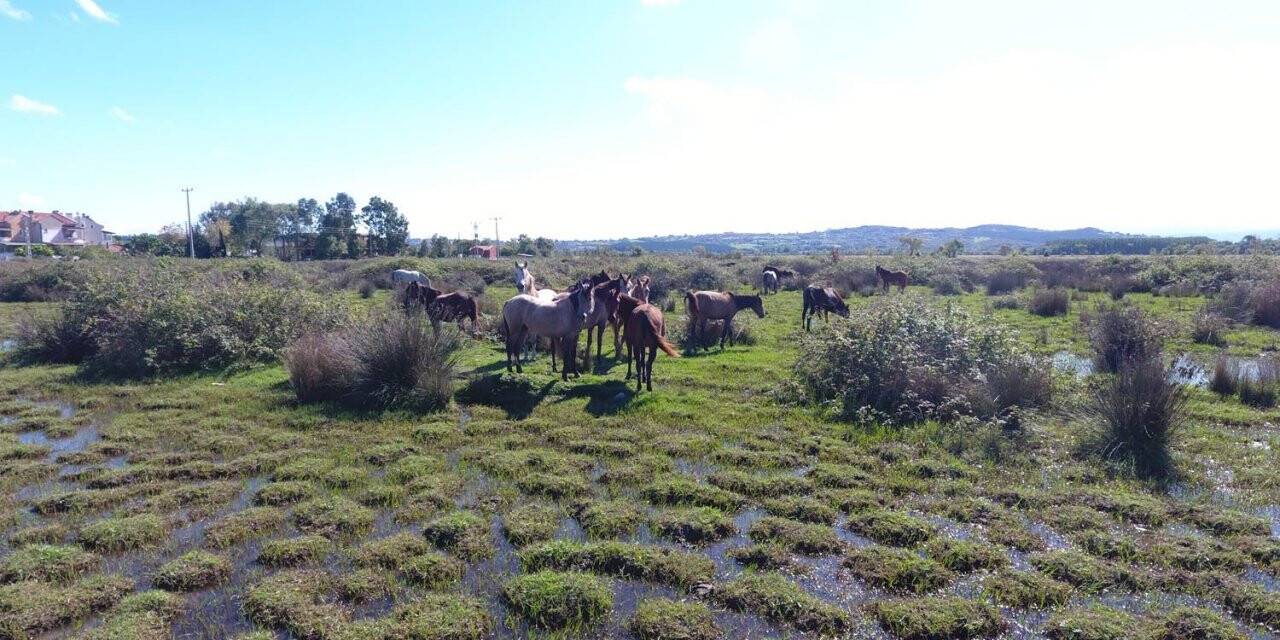 Drone gören atların şaşkınlığı