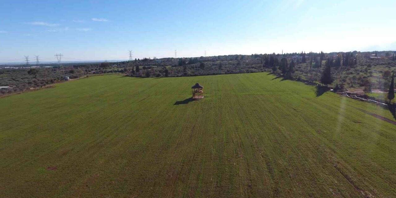 Antalya Orman Çiftliği’nde buğday tohumları filizlendi