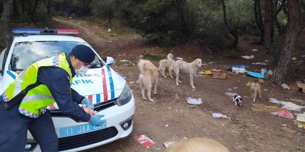 Jandarma ekipleri sokak hayvanları için doğaya yiyecek ve mama bıraktı