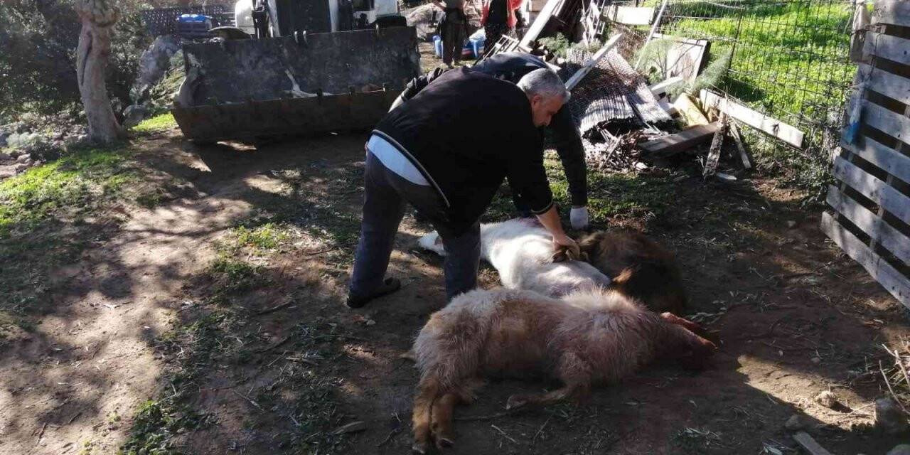 Köpeklerin saldırdığı 8 keçi telef oldu