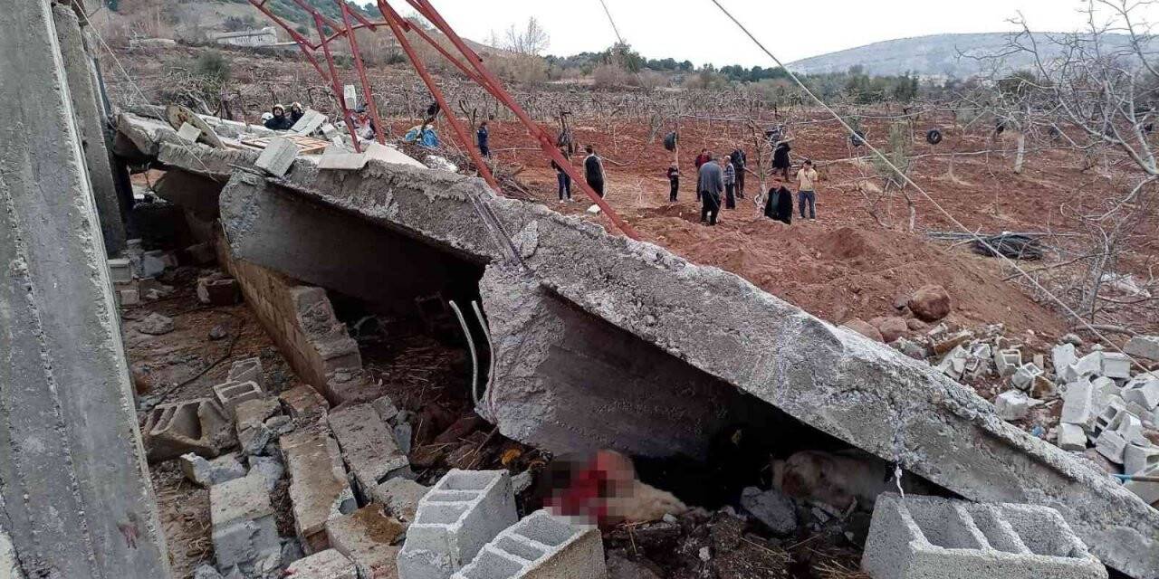 Yağış sonrası ahır çöktü: 5 büyükbaş hayvan telef oldu