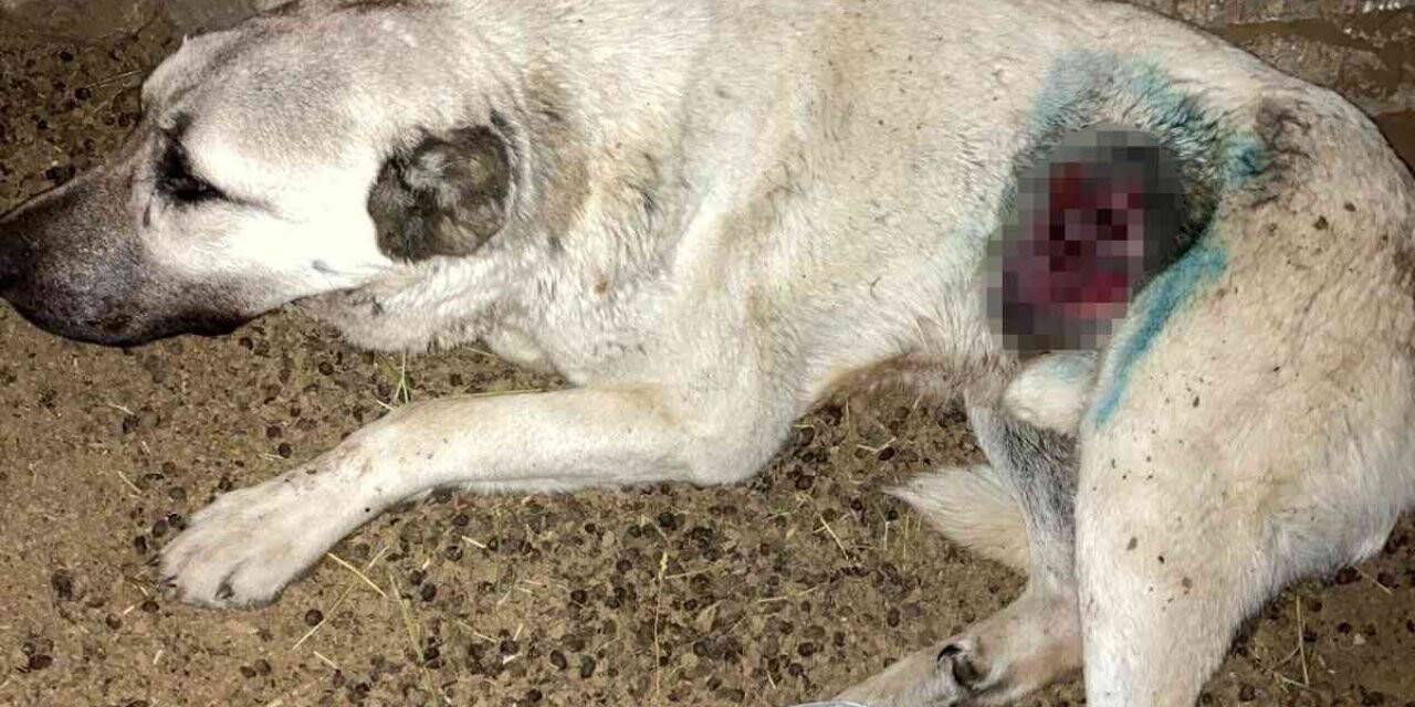 Kurdun yaraladığı köpek tedavi edildi
