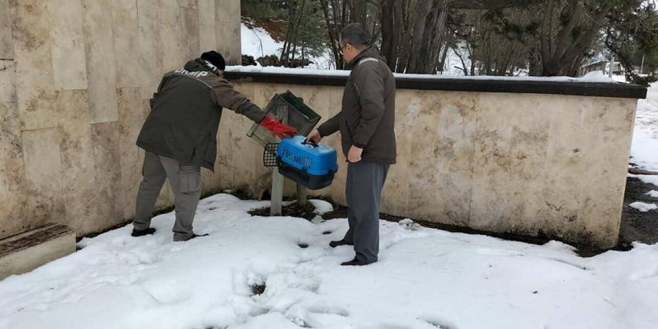 Şehitlikte yaralı halde bulunan tilki tedavi altına alındı