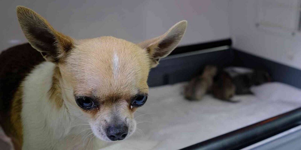 Üniversite hastanesinde köpeğe sezeryanla doğum