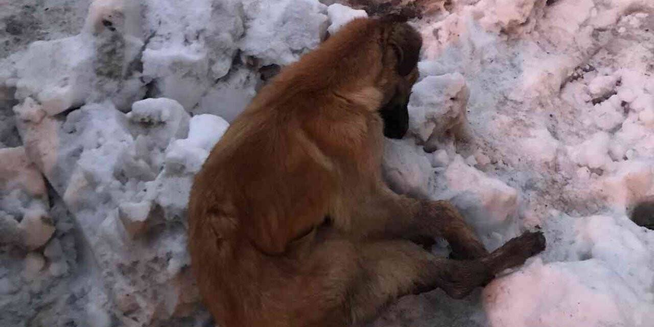 Kahramanmaraş’ta köpekler donarak öldü
