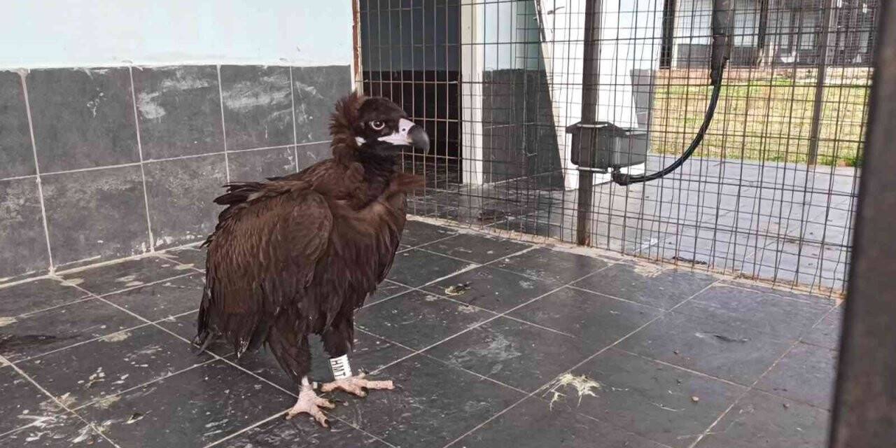 Yorgun düşen akbaba Keşan’da tedavi altına alındı