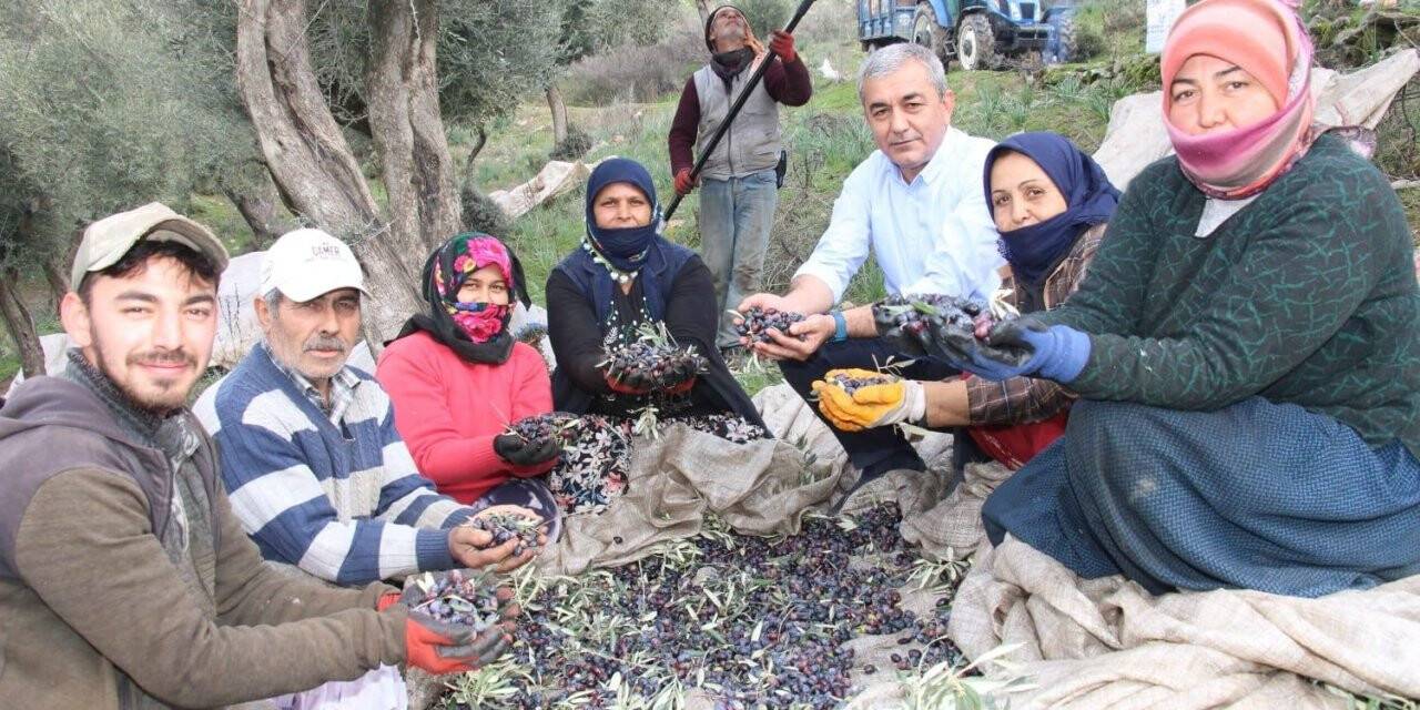 Başkan Kaplan zeytin hasadına katıldı