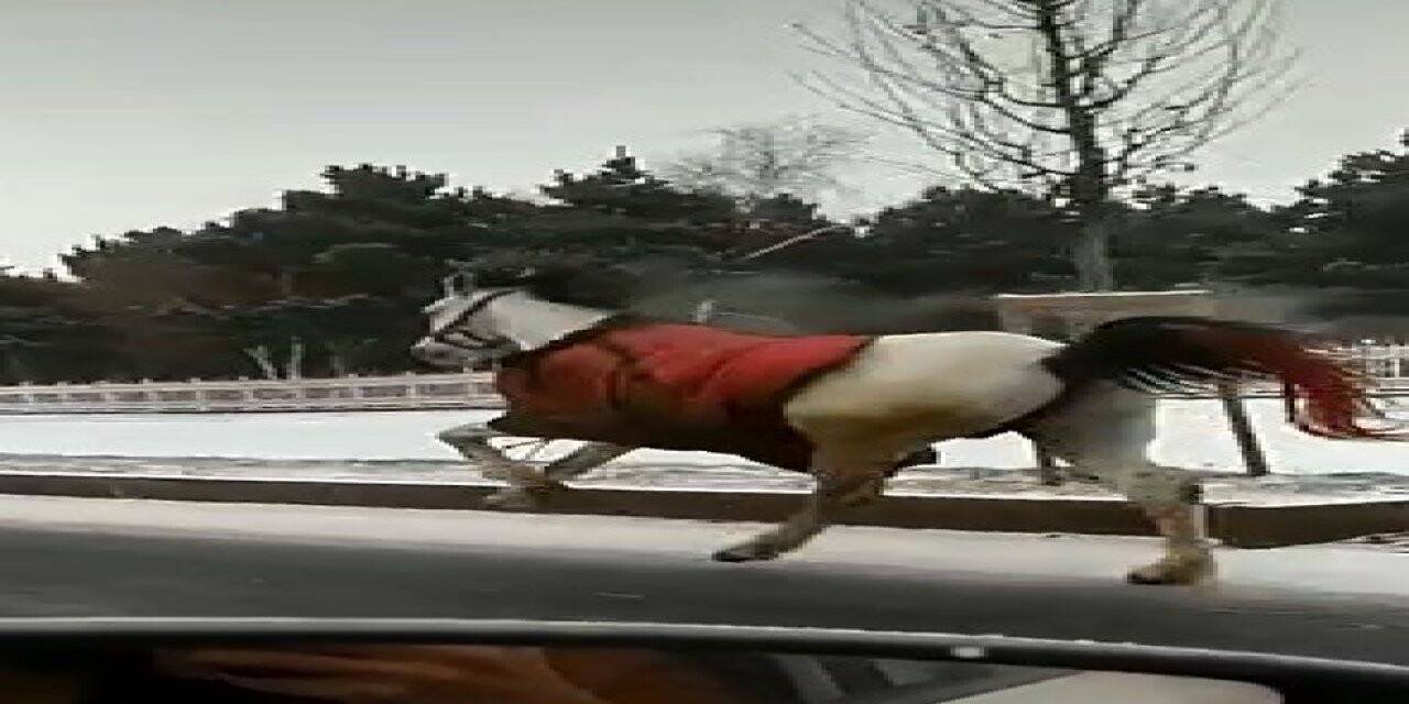 Köpekten korkan atlar dörtnala 25 kilometre koştu