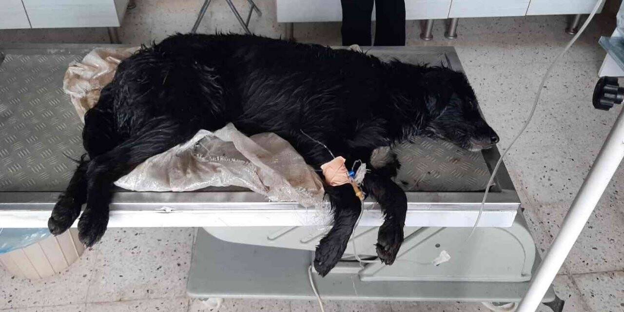 Bodrum’da köpeklerin zehirlendiği iddiasına soruşturma