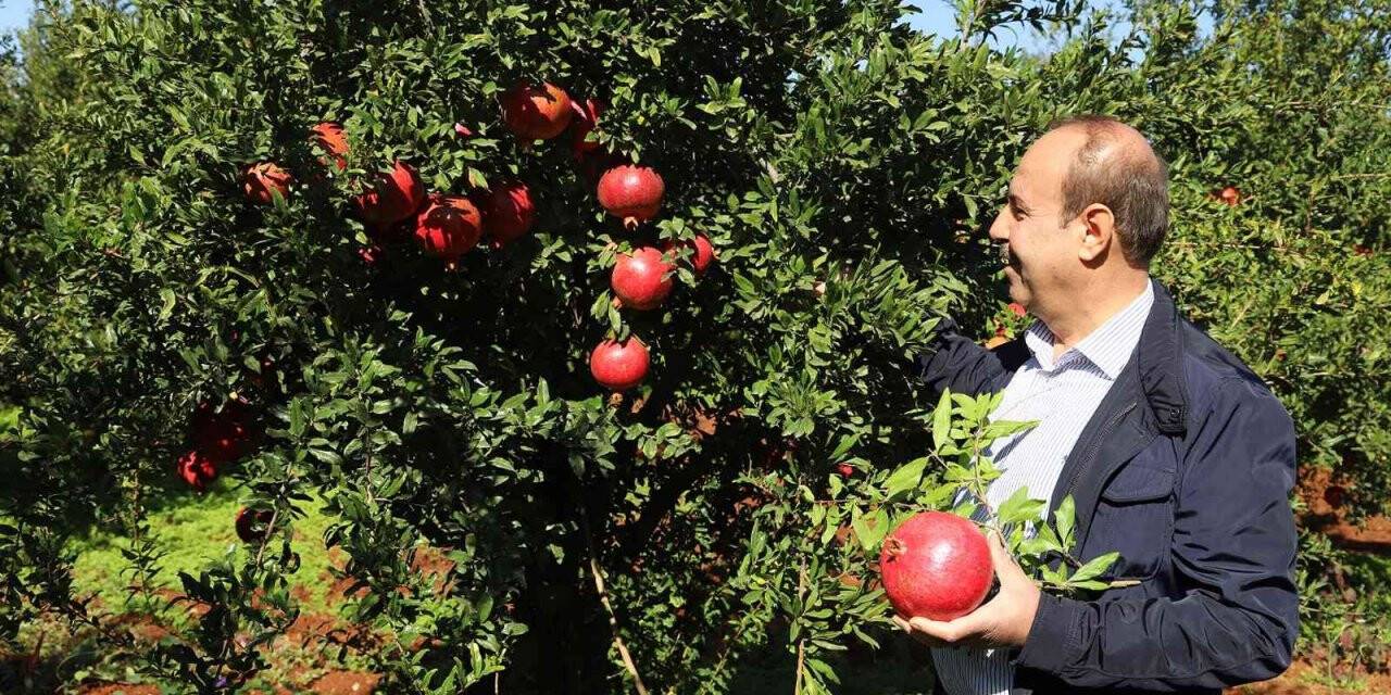 Oğuzeli’nde bir yılda 400 ton nar işlendi