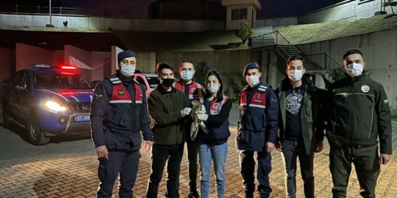 Yaralı şahine jandarma şefkati