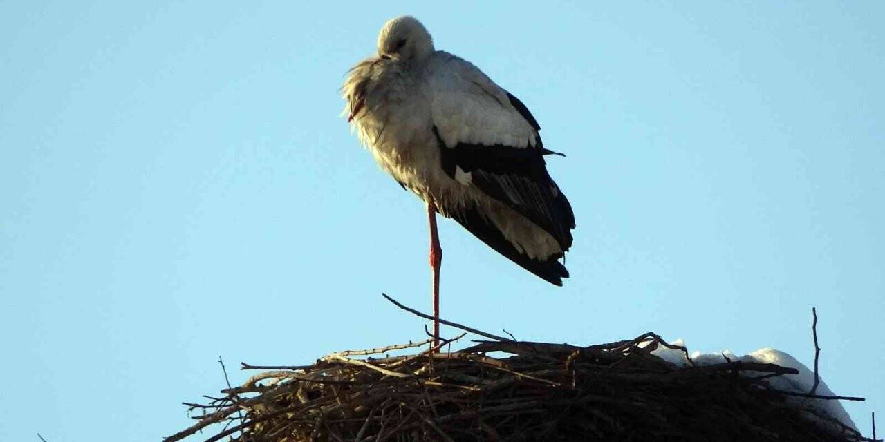 4 yıldır göç etmeyen leylek köyün maskotu oldu