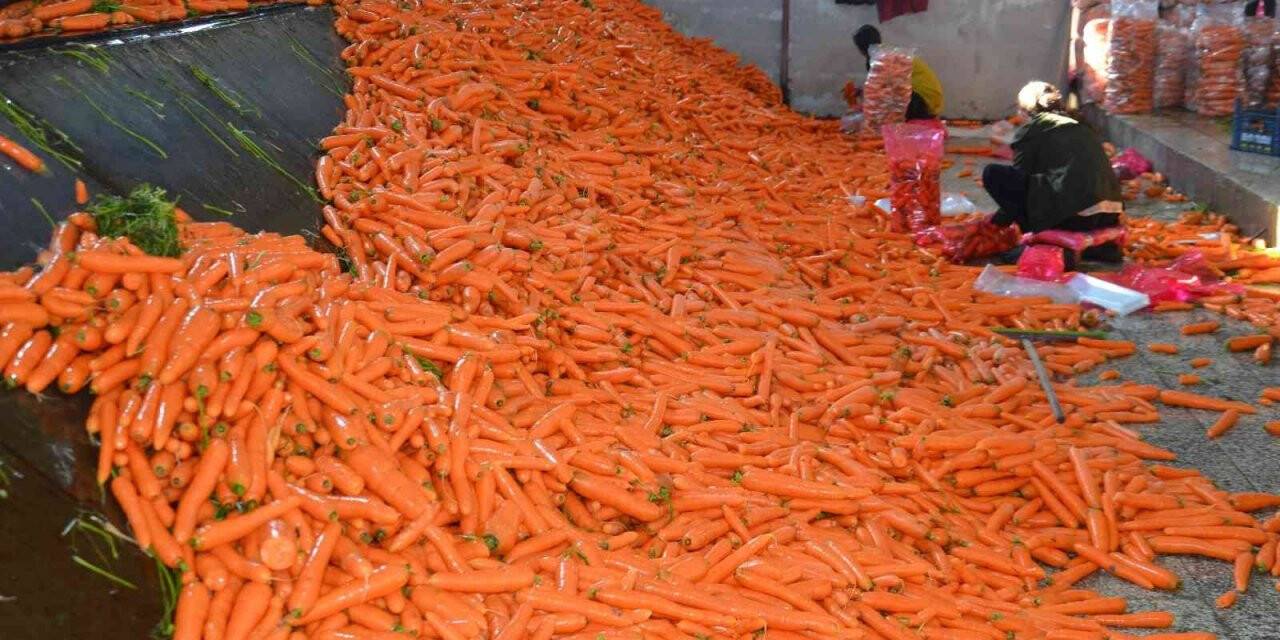 Havucun tarladan sofraya zahmetli yolculuğu