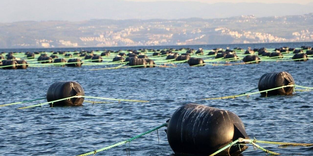 Yalova’da kurulan midye çiftlikleri yılda 126 milyon ciro yapacak