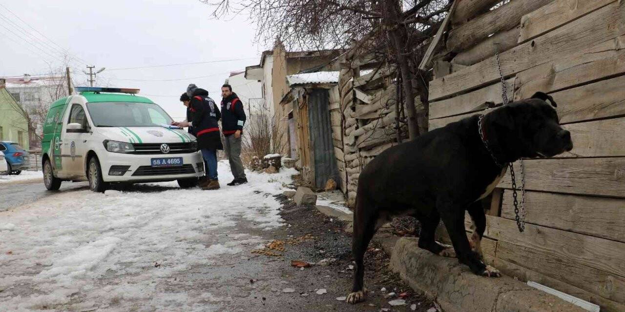 Pitbull ile sokağa çıkınca yaklaşık 15 bin TL para cezası