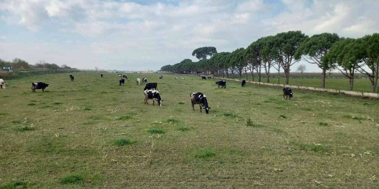 Doğuda kar, Aydın’da bahar