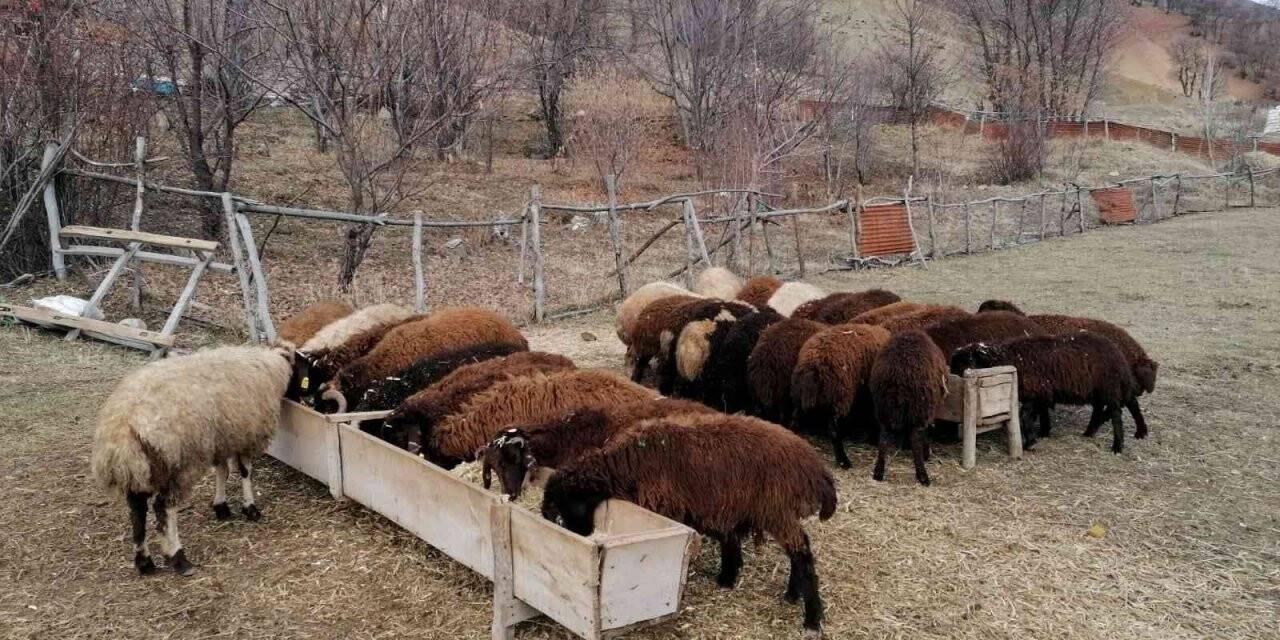 Bingöl’de üreticilere 3 milyon lira destek verildi