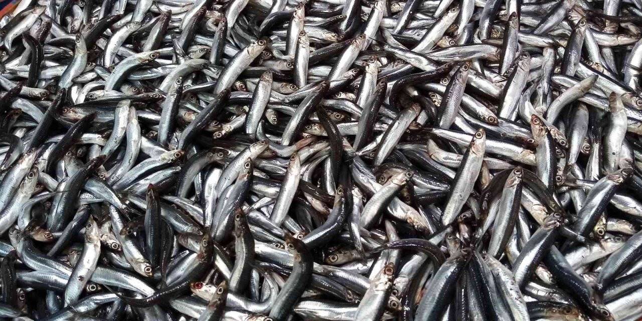 Bandırma balık halinde istavrit ve kolyoz bolluğu