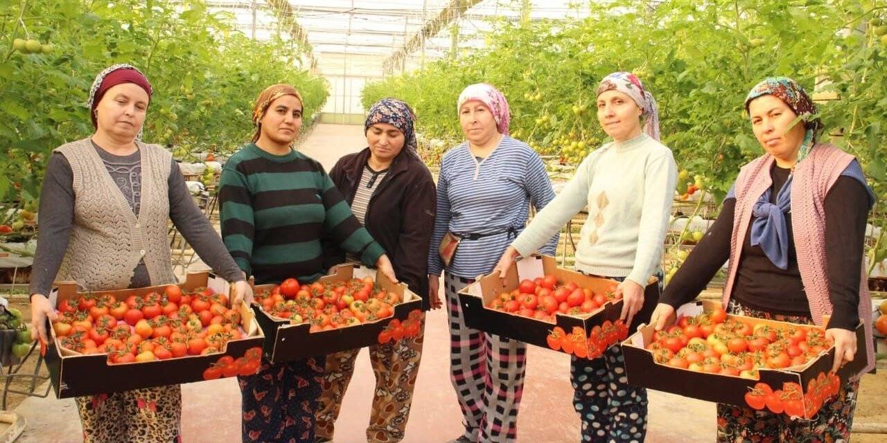 Topraksız tarımla üretilen domatesler ihracatın gözdesi oldu