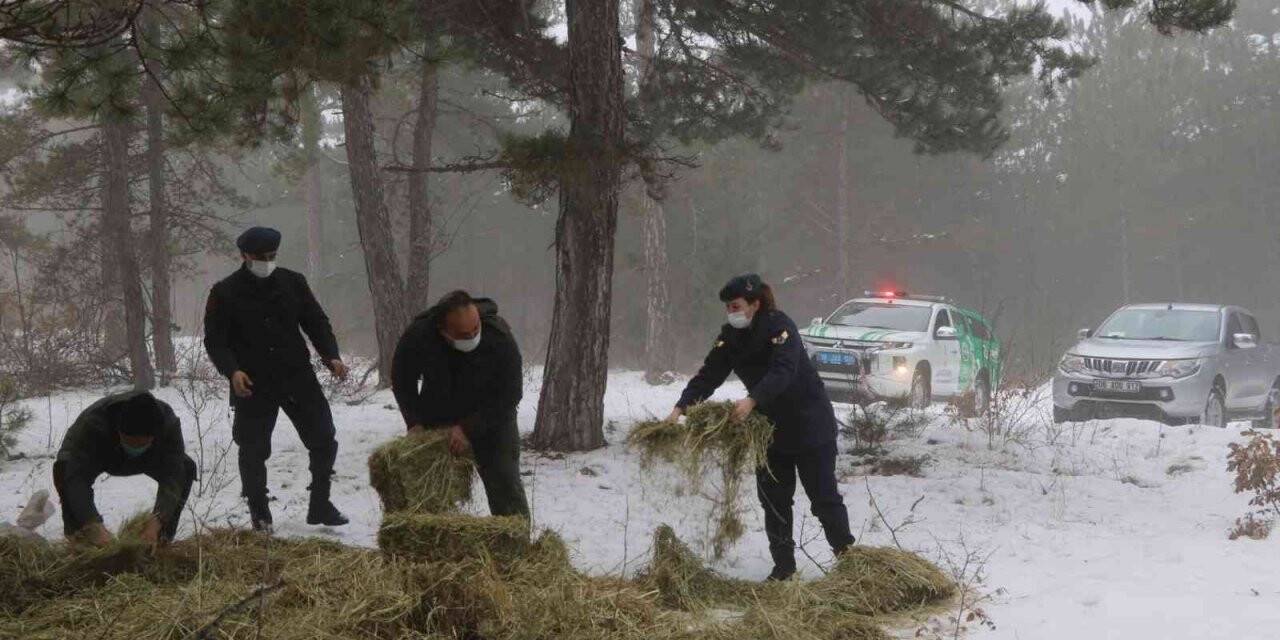 Jandarma ekipleri yaban hayvanlarına yem bıraktı