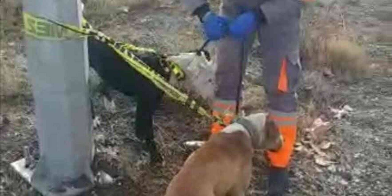Kayseri’de başıboş gezen yasaklı 2 köpek yakalandı