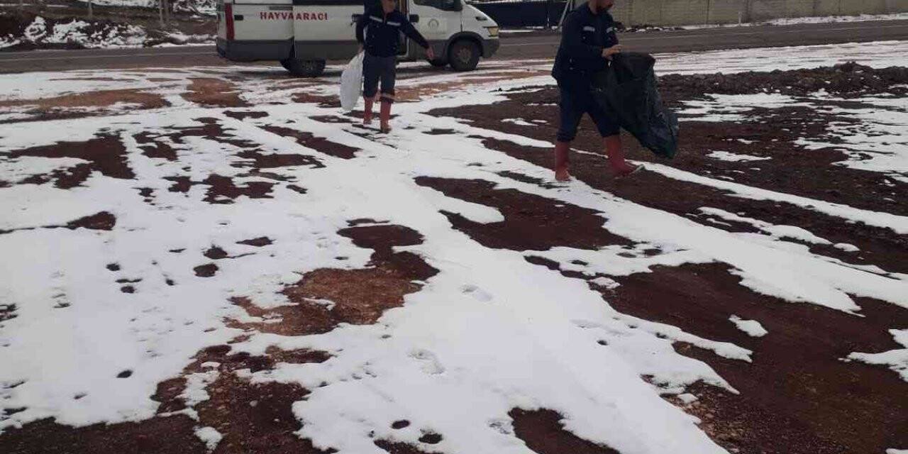 Bingöl Belediyesi  sokak hayvanlarını unutmadı