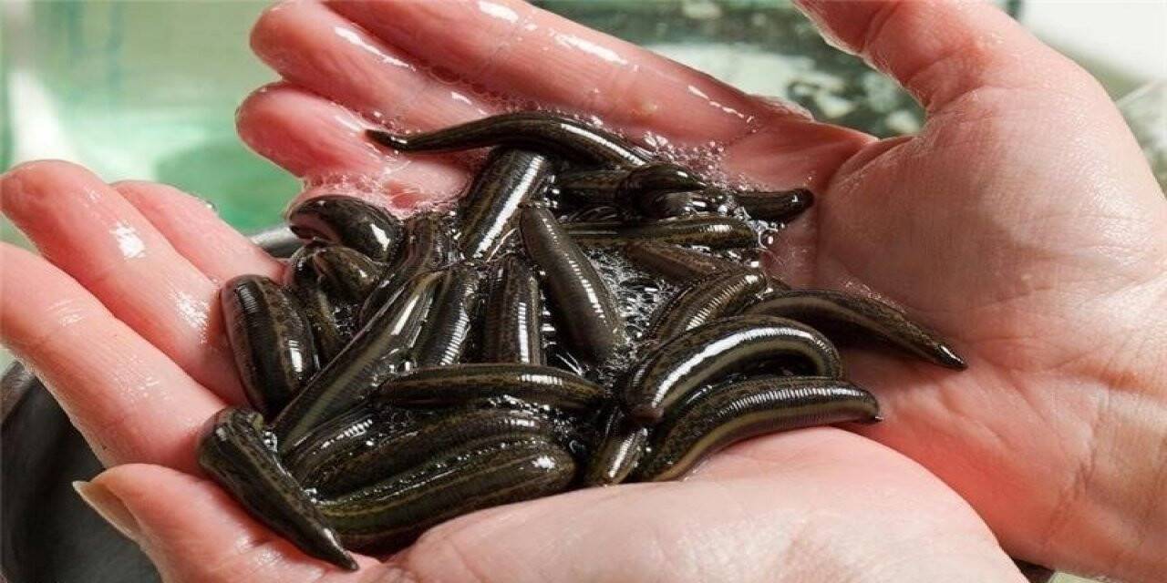 Samsun’da tıbbi sülük yetiştiriciliğine rağbet artıyor